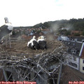 18_50-nest.jpg