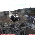18_55-nest.jpg