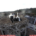 19_00-nest.jpg