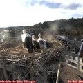 19_05-nest.jpg