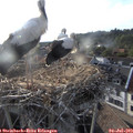 19_20-nest.jpg