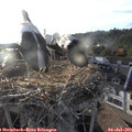 19_25-nest.jpg