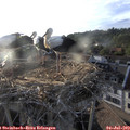 19_30-nest.jpg