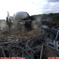 19_40-nest.jpg