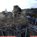 19_45-nest.jpg