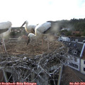 19_55-nest.jpg