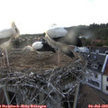 20_00-nest.jpg