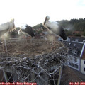 20_05-nest.jpg