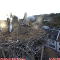 20_15-nest.jpg