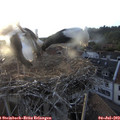 20_20-nest.jpg