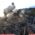 20_30-nest.jpg