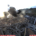 20_35-nest.jpg