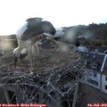 20_40-nest.jpg