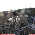 20_45-nest.jpg