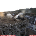 20_50-nest.jpg