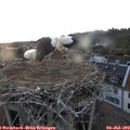 20_55-nest.jpg