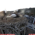 21_00-nest.jpg