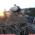 21_05-nest.jpg