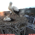 21_10-nest.jpg
