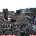 21_15-nest.jpg