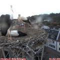 21_20-nest.jpg