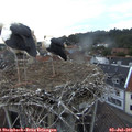 05_30-nest.jpg