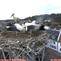 05_35-nest.jpg