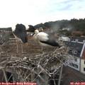 05_40-nest.jpg