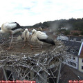 05_45-nest.jpg