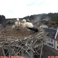 05_50-nest.jpg