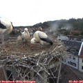 05_55-nest.jpg