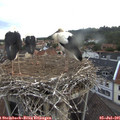 06_00-nest.jpg
