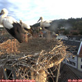 06_05-nest.jpg
