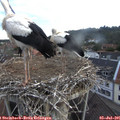 06_10-nest.jpg