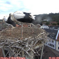 06_15-nest.jpg