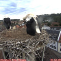 06_20-nest.jpg