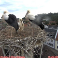 06_25-nest.jpg