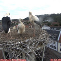 06_30-nest.jpg