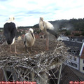06_35-nest.jpg