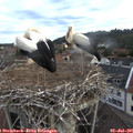 06_40-nest.jpg