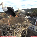 06_45-nest.jpg