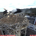 06_50-nest.jpg