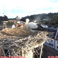 06_55-nest.jpg