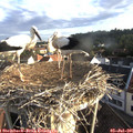07_00-nest.jpg