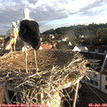 07_10-nest.jpg