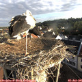 07_15-nest.jpg