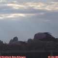 07_20-mast.jpg