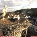 07_20-nest.jpg