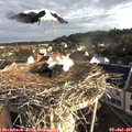07_30-nest.jpg