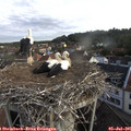07_35-nest.jpg